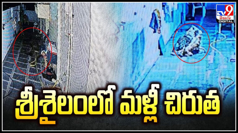 Cheetah in Srisailam: శ్రీశైలంలో మళ్లీ చిరుత.. ప్రహరీ గోడమీదుగా ఇంటిఆవరణలోకి ఎంట్రీ.