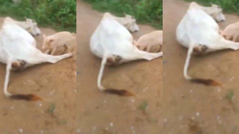 Watch: పిల్ల వరాహానికి పాలిచ్చిన గోమాత.. వైరల్‌గా మారిన వీడియో చూస్తే ఆశ్చర్యపోవాల్సిందే..