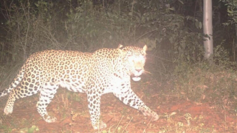 Rajamahendravaram: అసలు చిరుత ఎక్కడి నుంచి వచ్చింది..?  ఎటు వైపు వెళ్తోంది…?