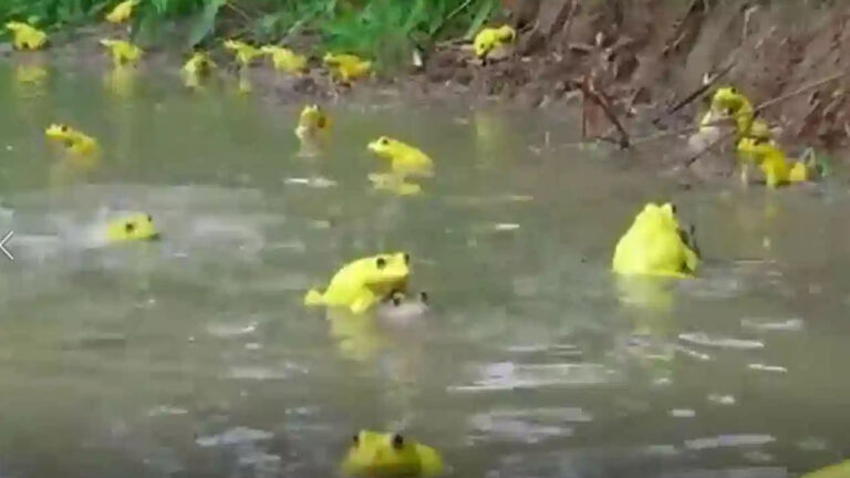 Yellow Frogs: ప్రకాశం జిల్లాలో వింత‌ ఘటన.. ఆకాశం నుంచి ప‌డ్డ ప‌సుపు క‌ప్పలు.. దేనికి సంకేతం..?
