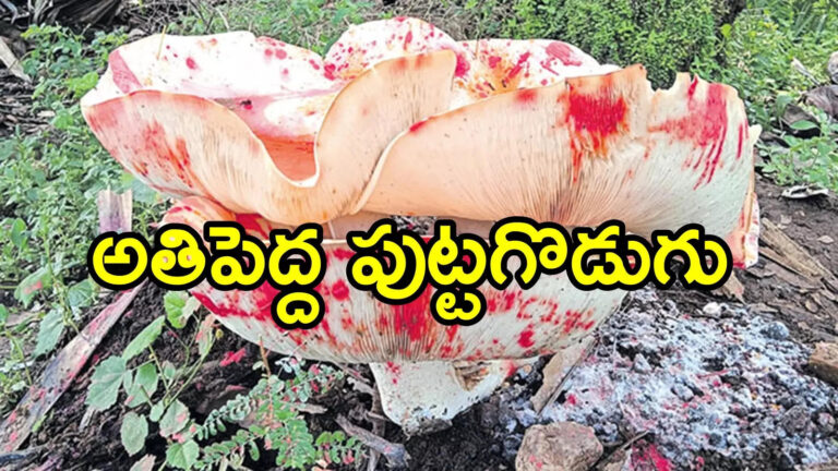 Vararamachandrapuram Big Mushroom Found,మన్యంలో అతిపెద్ద పుట్టగొడుగు.. చాలా అరుదుగా ఇలా, చూసేందుకు జనాలు క్యూ – big mushroom found near vararamachandrapuram alluri sitarama raju district