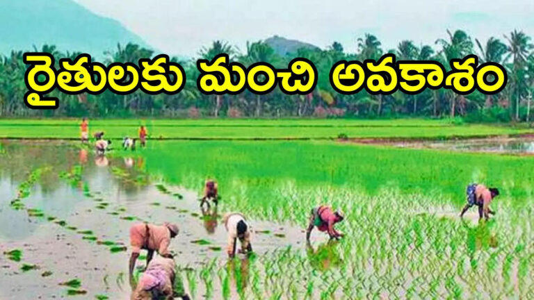 Kurnool Dccb Offers No Interest On Loan Farmers,AP News: రైతులకు అద్భుత అవకాశం.. ఆ రుణంపై వడ్డీ కట్టాల్సిన అవసరం లేదు, వీరికి మాత్రమే – kurnool dccb offers no interest on loan for farmers