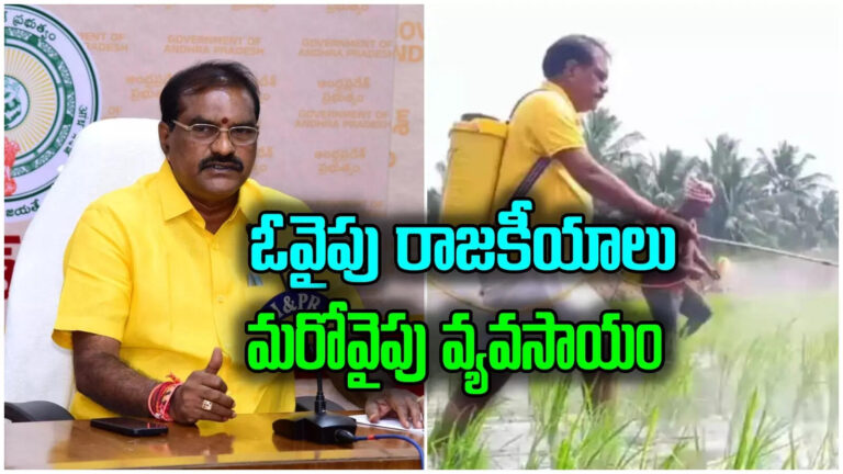 Nimmala Ramanaidu Paddy Yield,ఆదర్శ రైతుగా మంత్రి నిమ్మల రామానాయుడు.. ఎన్ని బస్తాల ధాన్యం పండించారంటే? – andhra pradesh minister nimmala ramanaidu sets example as model farmer achieves 65 bags per acre yield