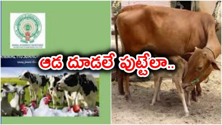 Andhra Pradesh Govt Starts Peyya Sayam,ఏపీ కీలక నిర్ణయం.. రూ.52 కోట్లతో పెయ్య సాయం.. ఆడ దూడలే పుట్టేలా.. – andhra pradesh govt starts peyya sayam programme to deliver only female heifer calf