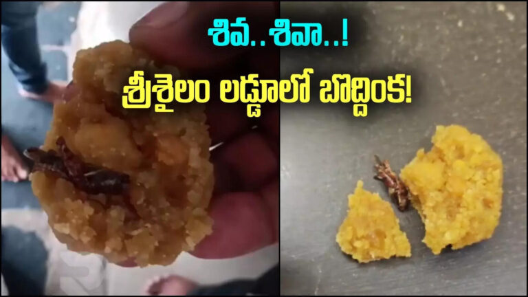 Cockroach In Srisailam Laddu,శ్రీశైలం లడ్డూ ప్రసాదంలో బొద్దింక.. శివ.. శివా! – srisailam laddu prasadam cockroach incident goes viral