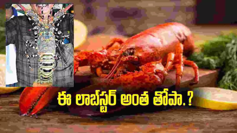 జాలర్ల వలలో అరుదైన చేప,విశాఖ: జాలర్ల వలకు చిక్కిన అరుదైన జీవి.. ఈ లాబ్‌స్టర్ అంత తోపా.. అంత రేటా? – lobsters caught in visakhapatnam fishermen net