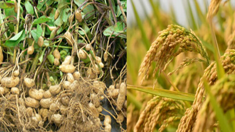 Andhra Pradesh: ఖరీఫ్ పంట పక్కాప్రణాళిక .. తుఫాను ముప్పు తప్పేలా ముందుగానే సాగునీరు