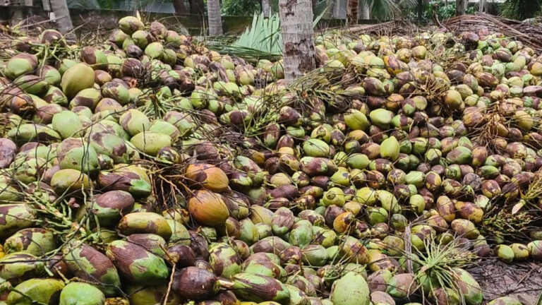 Andhra News: మంచి రోజులొచ్చాయి గురూ.. రికార్డ్‌ ధర పలికిన కోణసీమ కొబ్బరి!