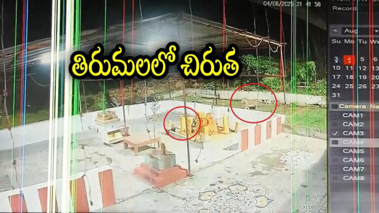 Tirumala Leopard Spotted Cctv Footage,తిరుమలలో చిరుత కలకలం.. అదే ప్లేస్‌లో మనిషి ఉంటే.. సీసీ ఫుటేజ్ వైరల్ – leopard spotted near a temple in balaji nagar tirumala