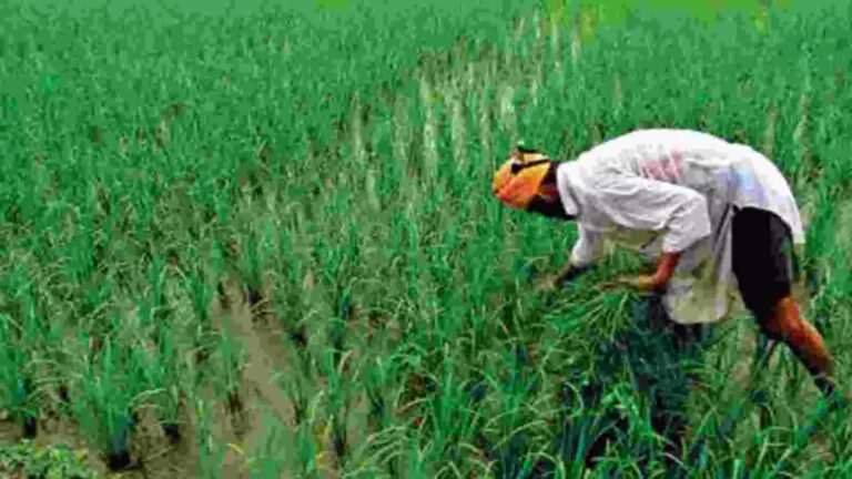 E Crop Registration Status Ap,ఏపీలో రైతులకు అలర్ట్.. కొత్త మార్గదర్శకాలు.. ఫోటో తప్పనిసరి.! – ap government issues guidelines for e panta digital crop survey for farmers