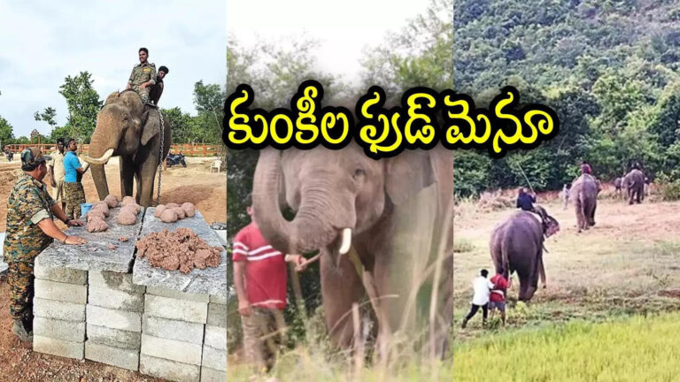 Kumki Elephants Food Menu In Andhra Pradesh,కుంకీ ఏనుగుల ఫుడ్ మెనూ ఇదే.. రోజుకు ఎంత ఖర్చవుతుందో తెలుసా.. వామ్మో రోజులో అన్ని గంటల పాటూ తింటాయా? – kumki elephants daily food menu in andhra pradesh