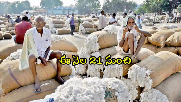 Ap Farmers Cotton Procurement October 21st,ఏపీలో రైతులు రెడీగా ఉండండి.. ఈ నెల 21 నుంచి ప్రారంభం, రూ.8,110 ఇస్తారు – andhra pradesh cottorn procurement likely start from october 21st 2025