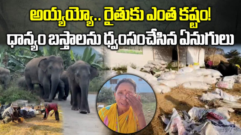 Elephant Attack Parvathipuram Manyam,అర్ధరాత్రి ఏనుగుల గుంపు బీభత్సం.. పాపం రైతన్న.. – elephants attack on paddy at komarada parvathipuram manyam