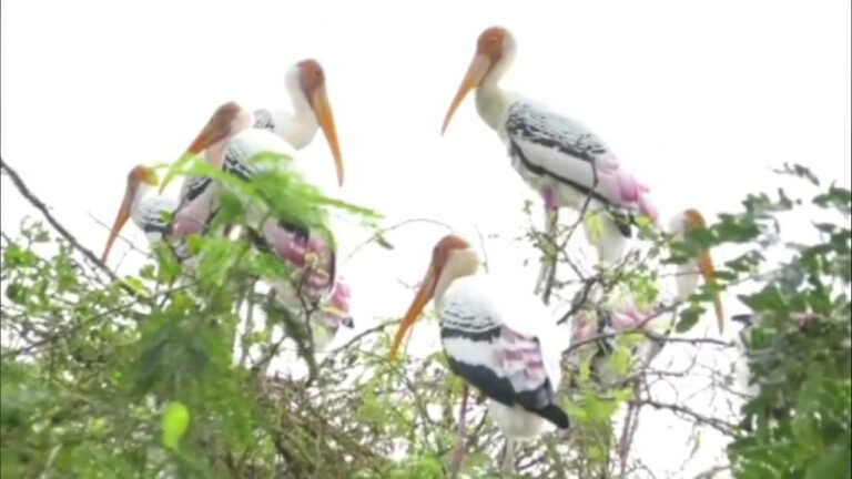 Andhra: విదేశీ అతిధులు… పురుడుకోసం పుట్టింటికొచ్చే పక్షులు… తరతరాలుగా వీడని అనుబంధం. Andhra: విదేశీ అతిధులు… పురుడుకోసం పుట్టింటికొచ్చే పక్షులు… తరతరాలుగా వీడని అనుబంధం.