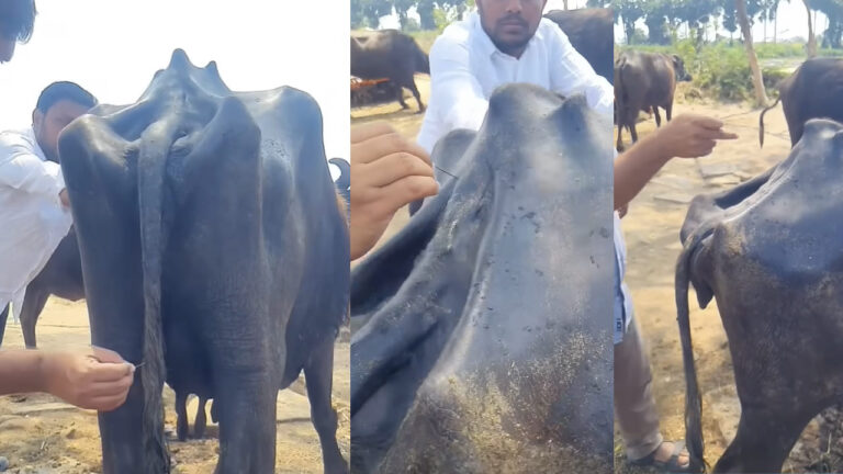 Andhra: గేదెలు కుమ్ముకుని వెన్నులోకి విరిగిన తోక ఎముక.. X-ray లేకుండా ఎలా కనిపెట్టారంటే.. Andhra: గేదెలు కుమ్ముకుని వెన్నులోకి విరిగిన తోక ఎముక.. X-ray లేకుండా ఎలా కనిపెట్టారంటే..