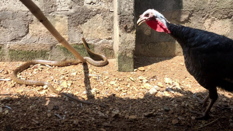 అంత పొడవాటి జెర్రిపోతు ఎదురుగా ఉంటే ఈ టర్కీ కోడి రియాక్షన్ చూశారా..? అంత పొడవాటి జెర్రిపోతు ఎదురుగా ఉంటే ఈ టర్కీ కోడి రియాక్షన్ చూశారా..?