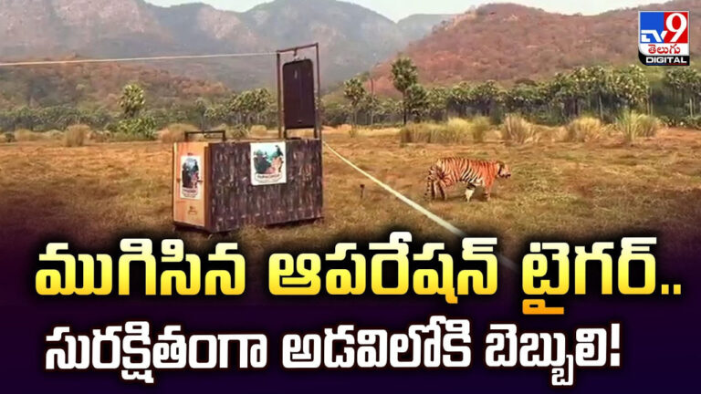 ముగిసిన ఆపరేషన్‌ టైగర్‌.. సురక్షితంగా అడవిలోకి బెబ్బులి