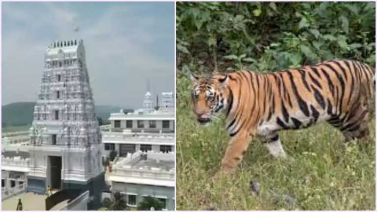 Tiger Ar Annavaram Temple Area,అన్నవరంలో పులి సంచారం.. భక్తులను హెచ్చరించిన అధికారులు.. హనుమాన్ టీమ్లను దింపాలన్న పవన్.. – tiger roaming near annavaram and temple officials instructions for devotees in kakinada Tiger Ar Annavaram Temple Area,అన్నవరంలో పులి సంచారం.. భక్తులను హెచ్చరించిన అధికారులు.. హనుమాన్ టీమ్లను దింపాలన్న పవన్.. – tiger roaming near annavaram and temple officials instructions for devotees in kakinada
