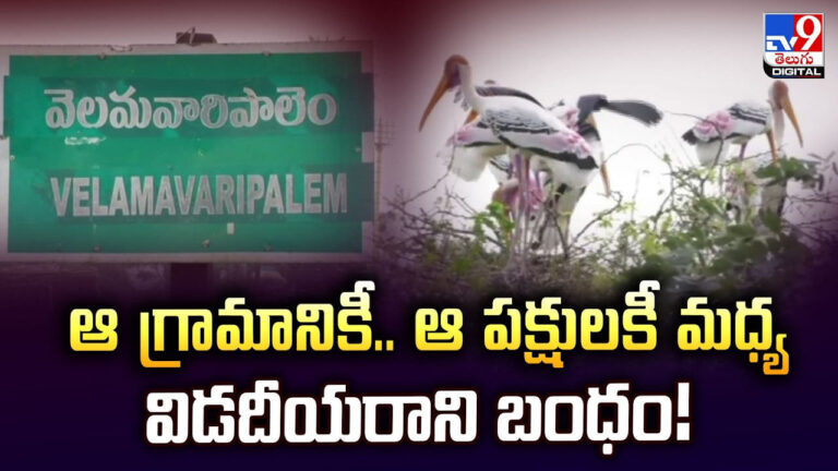 ఆ గ్రామానికీ.. ఆ పక్షులకీ మధ్య.. శతాబ్దాలుగా విడదీయరాని బంధం ఆ గ్రామానికీ.. ఆ పక్షులకీ మధ్య.. శతాబ్దాలుగా విడదీయరాని బంధం