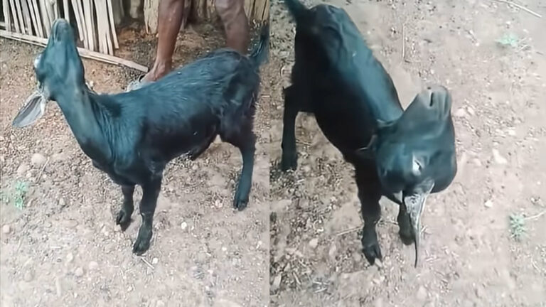 Goat: ఈ మేకకు ఏమైందో చూడండి.. తల ఆకాశంవైపు తిప్పి…