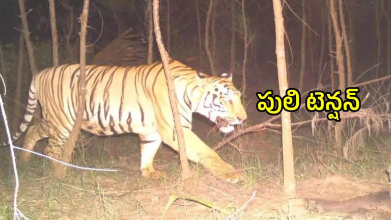Tiger Enter Into Kakinada District,కాకినాడ జిల్లాలోకి పెద్దపులి ఎంట్రీ.. ప్రజలకు అటవీశాఖ అధికారుల అలర్ట్ – tiger movement in kakinada district creates panic in local people