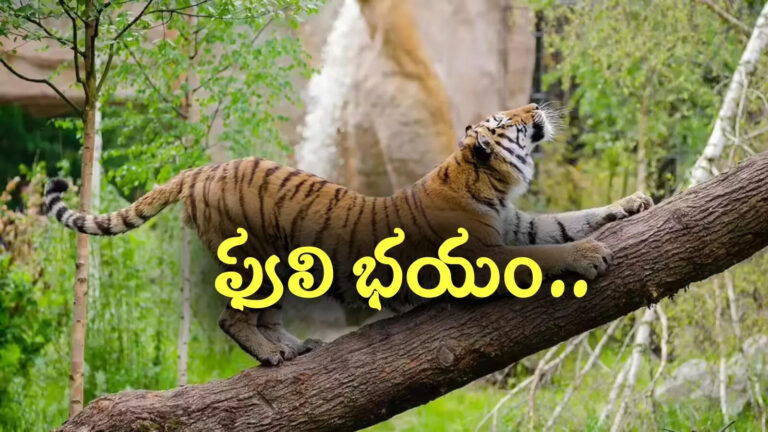 Tiger In Polavaram,పోలవరం: ఆవు,దూడను చంపేసిన పెద్దపులి.. భయంభయంగా జనం.. – tiger killed a cow and a calf in addateegala mandal of polavaram district andhra pradesh