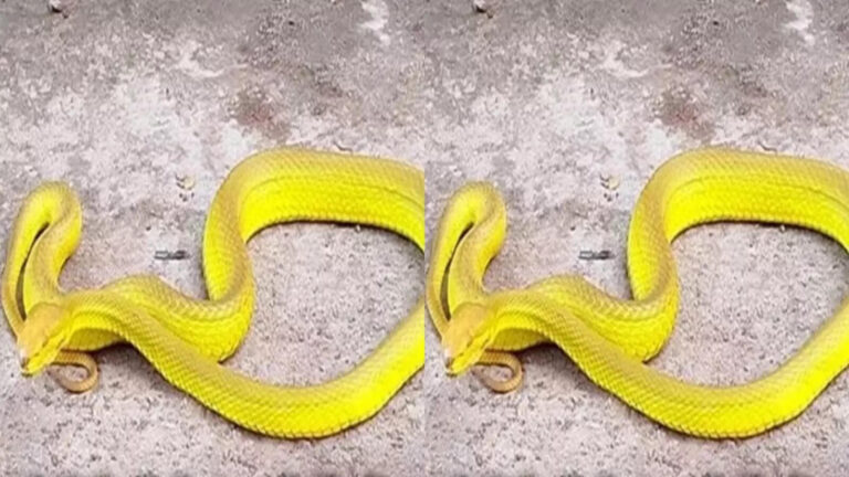 Tirumala Rare Green Snake,తిరుమలలో అరుదైన నాగుపాము.. ఈ కలర్‌లో కూడా ఉంటాయా! – rare green color cobra spotted in tirumala