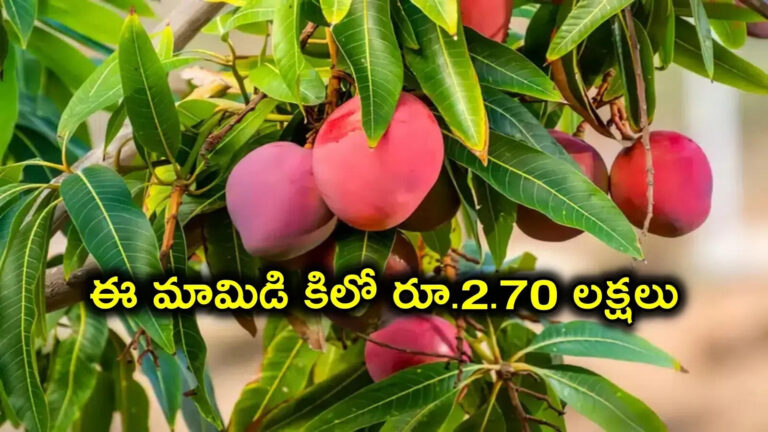 Miyazaki Mango Cultivated In Andhra Pradesh,ఏపీలో పండుతున్న జపాన్ మామిడి.. కిలో రూ.2.70 లక్షలు, టీడీపీ ఎమ్మెల్యే ఇంట్లో చెట్టు – japan miyazaki mango kg worth rs 2.70 lakhs cultivated in hanuman junction krishna district in andhra pradesh